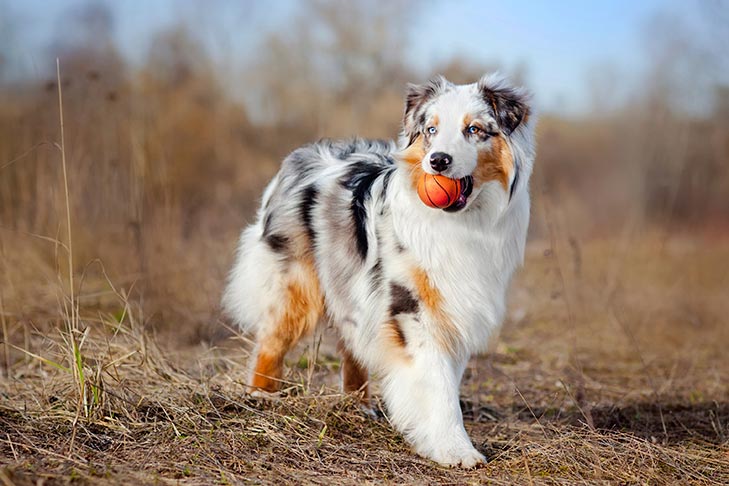 Why Chemical-Free Tick Prevention Is a Must for Aussie Dogs ?