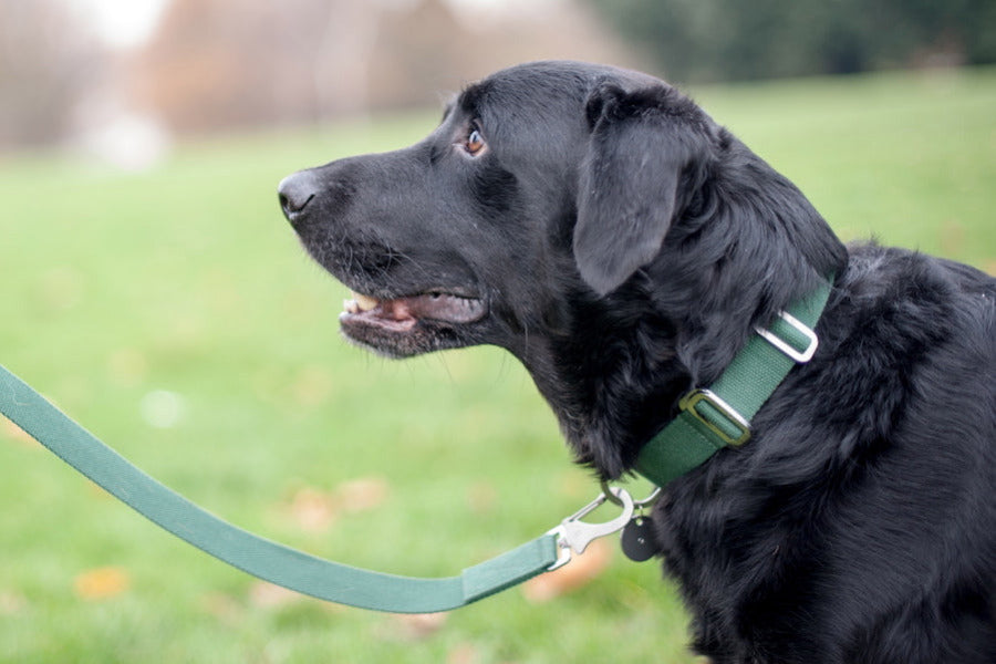 Velopaw™ Natural Guard: How One Tag Keeps Your Dog Safe for 12 Months