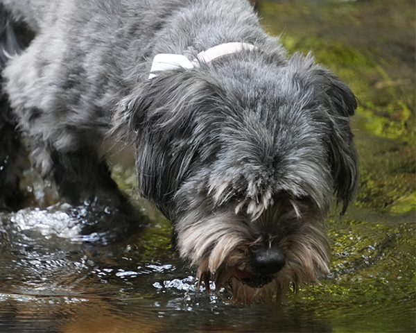 From Baths to Bushwalks: Why Velopaw™ Works in All Conditions